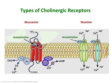 cholinergic neurons|types of cholinergic receptors.